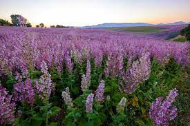 Sage (Clary Sage)