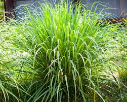 Lemongrass