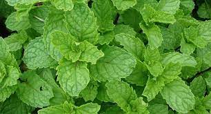 Spearmint