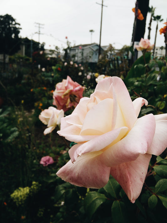 Botanical Garden