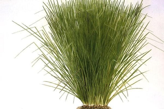 Vetiver
