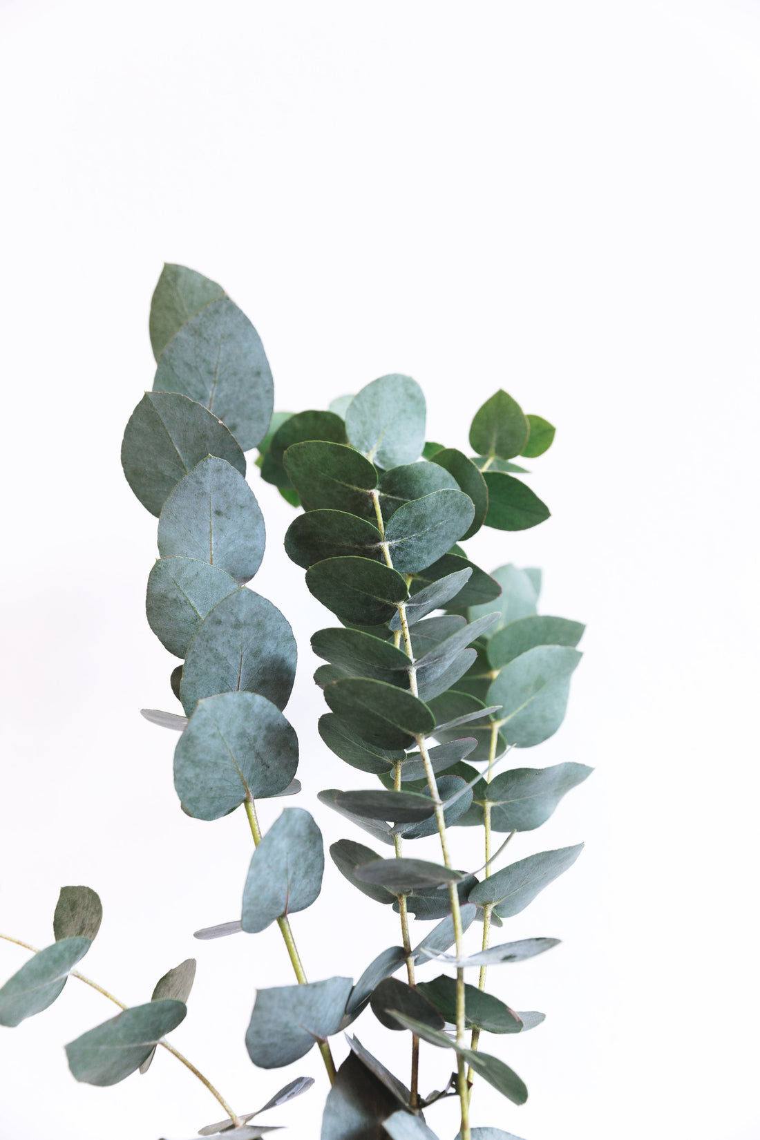 Eucalyptus Essential Oil