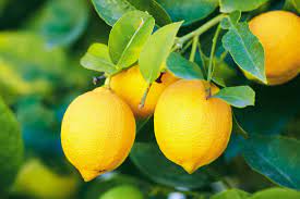 Lemon Essential Oil